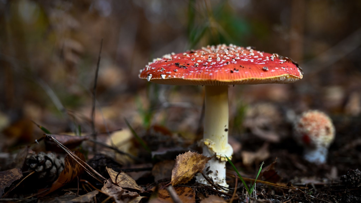 Das Gift des Fliegenpilzes in Gummibonbons führte nun zu einem Vekaufsverbot (Symbolbild). - Foto: Hendrik Schmidt/dpa-Zentralbild/dpa