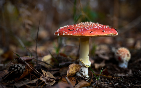 Das Gift des Fliegenpilzes in Gummibonbons führte nun zu einem Vekaufsverbot (Symbolbild). - Foto: Hendrik Schmidt/dpa-Zentralbild/dpa Das Gift des Fliegenpilzes in Gummibonbons führte nun zu einem Vekaufsverbot (Symbolbild). - Foto: Hendrik Schmidt/dpa-Zentralbild/dpa