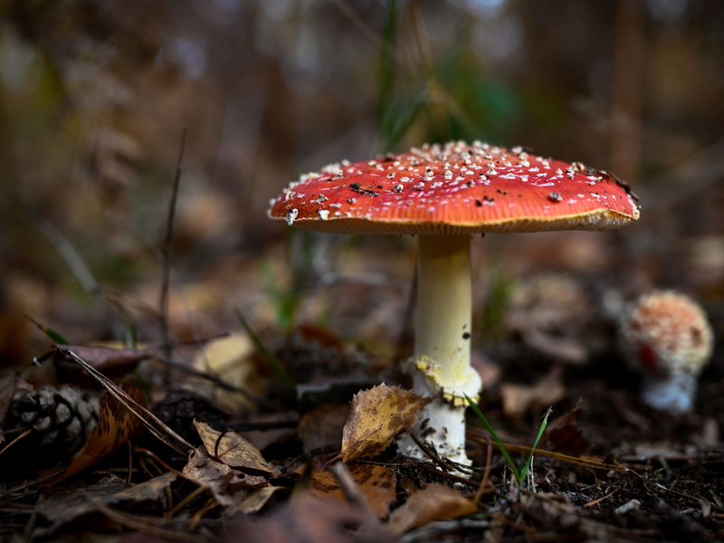 Das Gift des Fliegenpilzes in Gummibonbons führte nun zu einem Vekaufsverbot (Symbolbild). - Foto: Hendrik Schmidt/dpa-Zentralbild/dpa