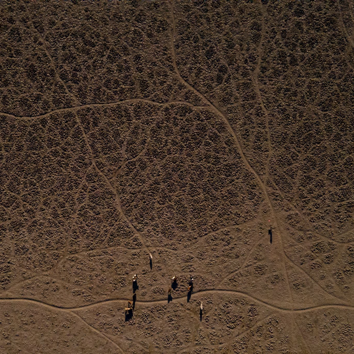 Der Norden Chiles hat seit Jahren mit einer Dürre zu kämpfen. (Archivbild) - Foto: Matias Basualdo/AP/dpa