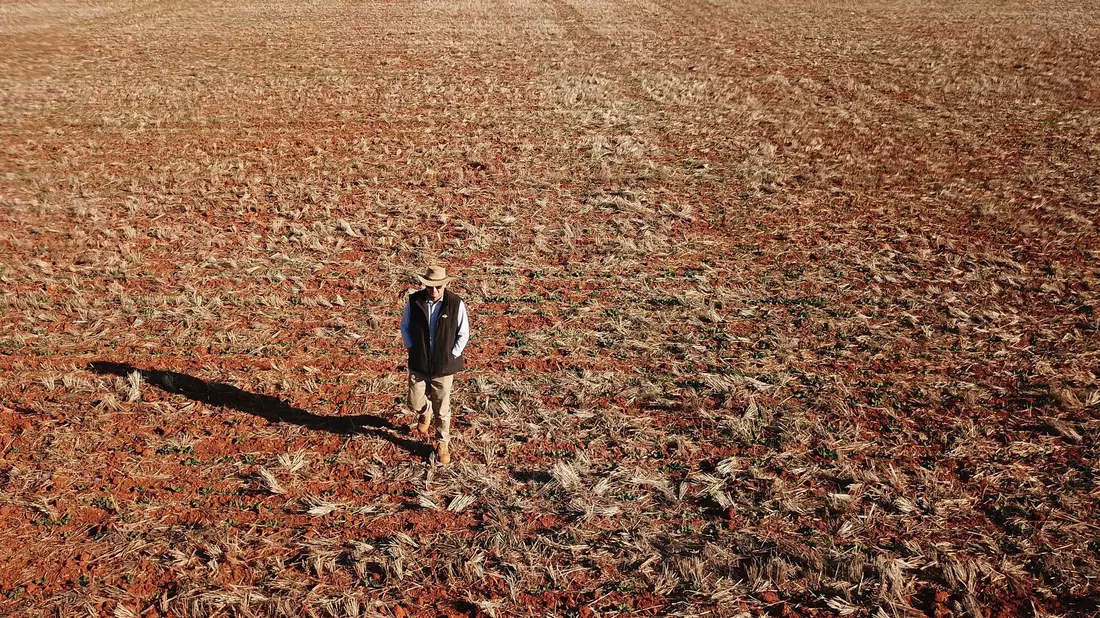 Ein Getreidebauer geht während einer Dürreperiode in Australien 2018 über sein vertrocknetes Rapsfeld. (Archivbild) - Bild: Dean Lewins/AAP/dpa