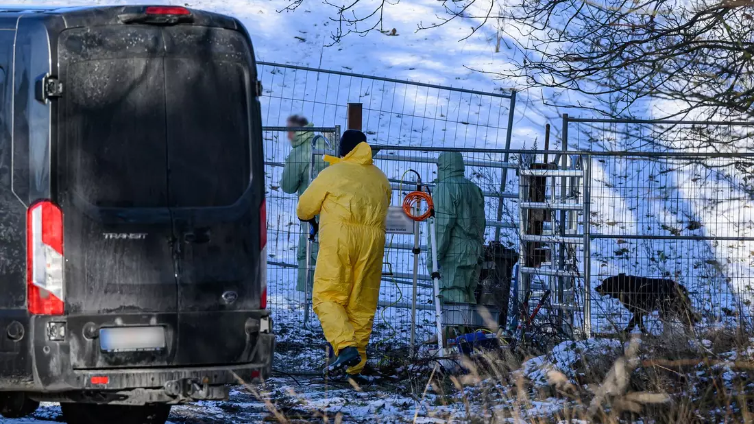 Schon jetzt mussten zahlreiche Tiere aufgrund des Virus getötet werden. (Archivbild) - Bild: Patrick Pleul/dpa