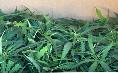 HZA-AC: Aachener Zoll stellt über 700 Cannabispflanzen sicher - Mann hat kartonweise Cannabissetzlinge im Auto - Foto: presseportal.de HZA-AC: Aachener Zoll stellt über 700 Cannabispflanzen sicher - Mann hat kartonweise Cannabissetzlinge im Auto - Foto: presseportal.de