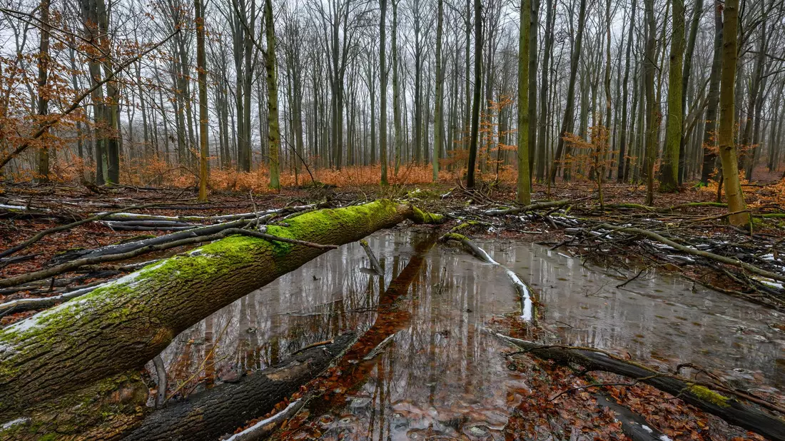 Jugendliche setzen sich für alte Apfelsorten, Biosphärenreservate und vieles mehr ein. (Achivbild) - Bild: Patrick Pleul/dpa