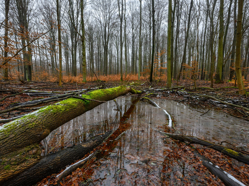 Jugendliche setzen sich für alte Apfelsorten, Biosphärenreservate und vieles mehr ein. (Achivbild) - Foto: Patrick Pleul/dpa