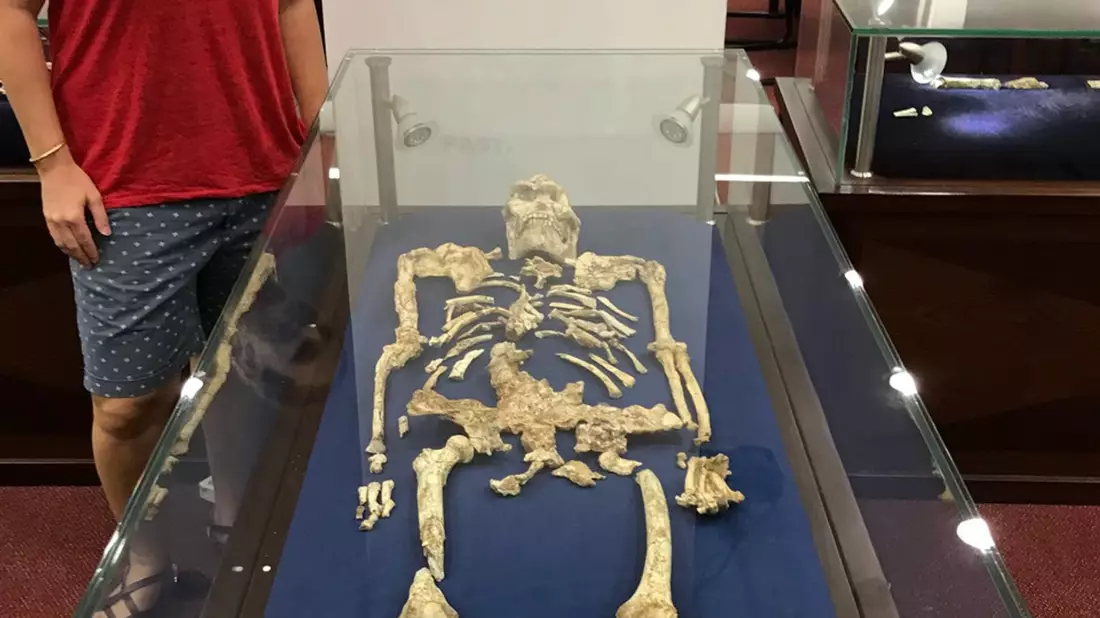 Geochemikerin Tina Lüdecke steht neben Little Foot“, einem bemerkenswert gut erhaltenen Skelett des Australopithecus. - Bild: Bernhard Zipfel/University of the Witwatersrand/dpa