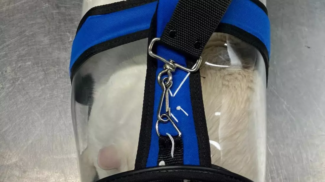 HZA-DO: Schmuggelversuch gescheitert /Zoll stellt zwei Katzen mit mutmaßlich gefälschten Papieren sicher - Bild: presseportal.de