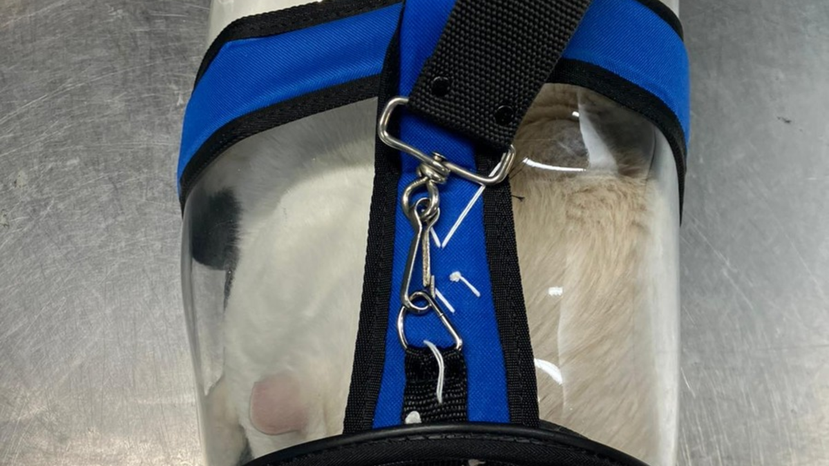 HZA-DO: Schmuggelversuch gescheitert /Zoll stellt zwei Katzen mit mutmaßlich gefälschten Papieren sicher - Foto: presseportal.de