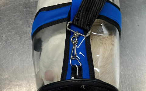 HZA-DO: Schmuggelversuch gescheitert /Zoll stellt zwei Katzen mit mutmaßlich gefälschten Papieren sicher - Foto: presseportal.de