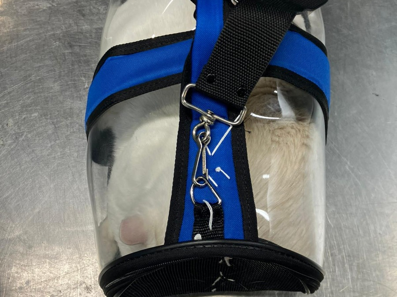 HZA-DO: Schmuggelversuch gescheitert /Zoll stellt zwei Katzen mit mutmaßlich gefälschten Papieren sicher - Foto: presseportal.de