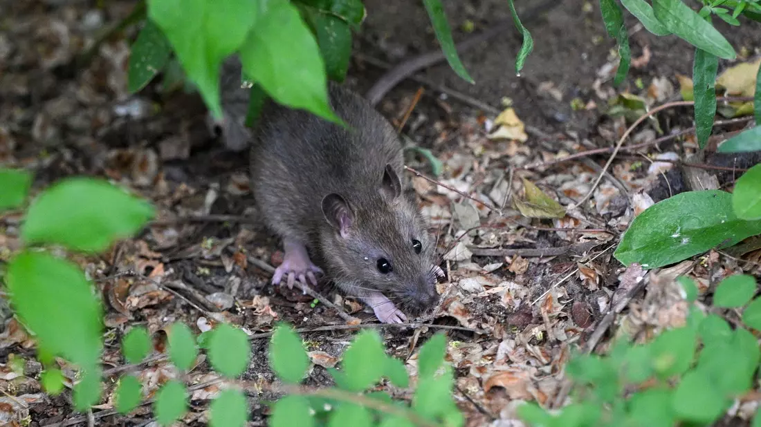 Viele Menschen haben Angst vor Ratten. (Archivbild) - Bild: Jens Kalaene/dpa