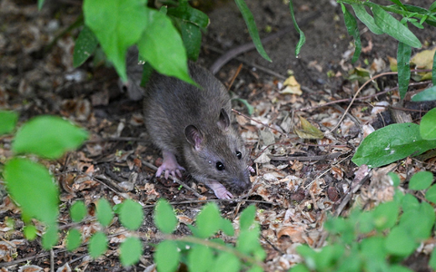 Viele Menschen haben Angst vor Ratten. (Archivbild) - Foto: Jens Kalaene/dpa