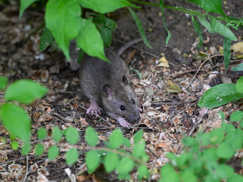 Viele Menschen haben Angst vor Ratten. (Archivbild) - Foto: Jens Kalaene/dpa