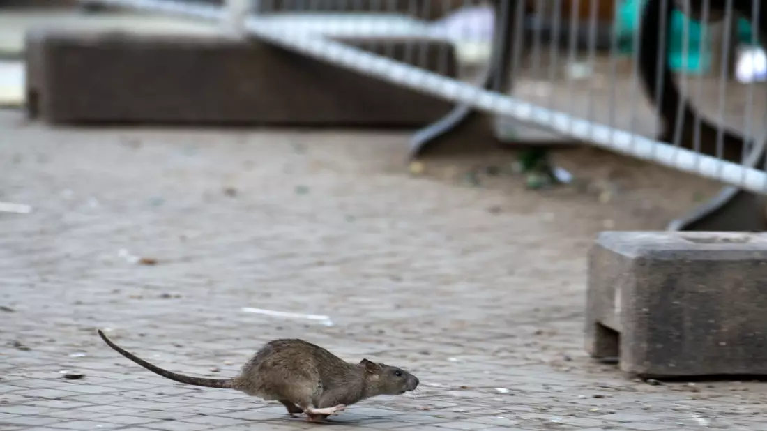 Mehrere Verbände warnen vor Rattenplagen in Deutschland. (Archivbild) - Bild: Bernd von Jutrczenka/dpa