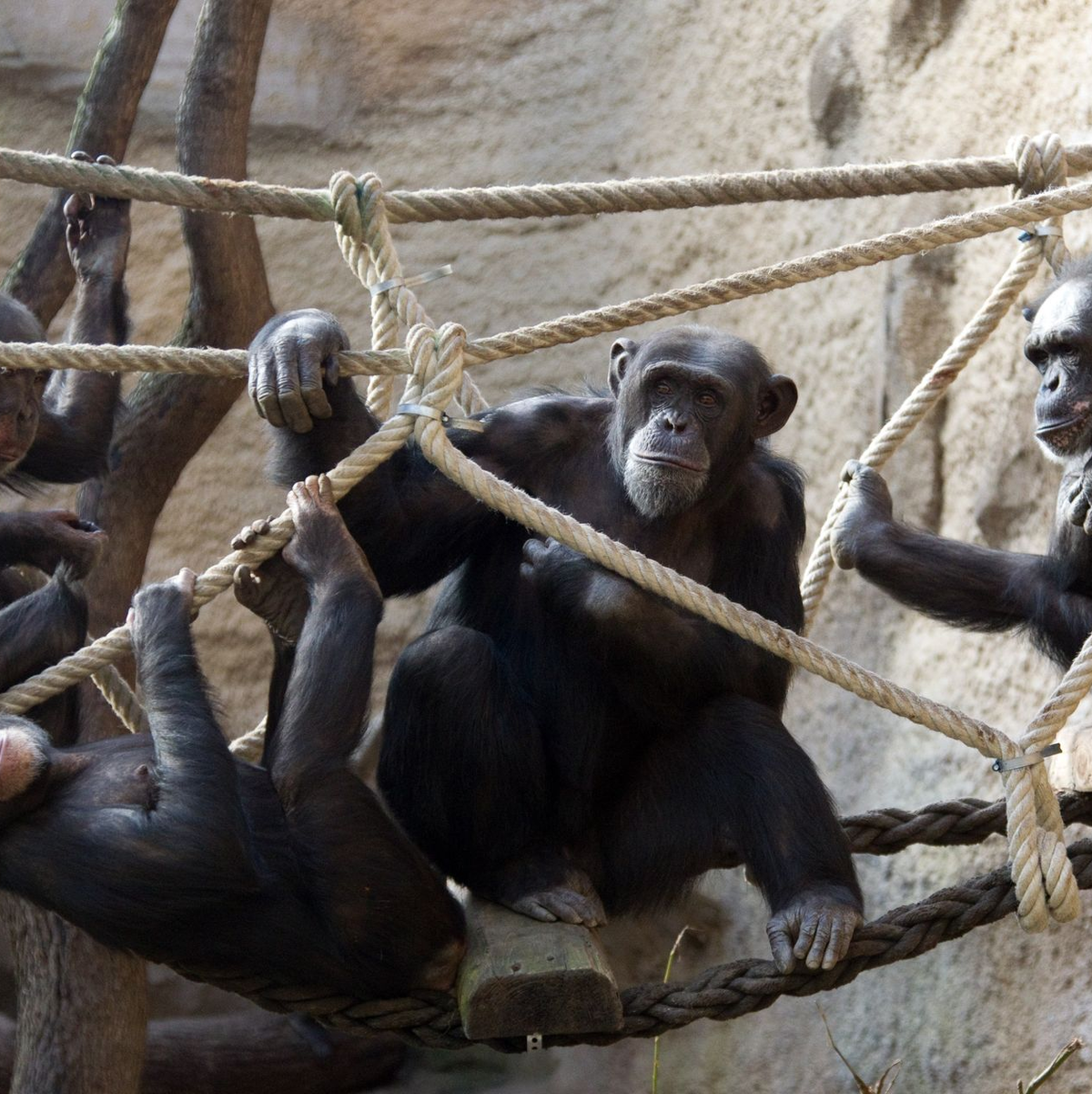 Schimpansen machen viele Dinge gemeinsam. (Archivbild) - Foto: picture alliance / dpa