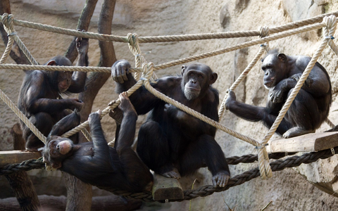 Schimpansen machen viele Dinge gemeinsam. (Archivbild) - Foto: picture alliance / dpa