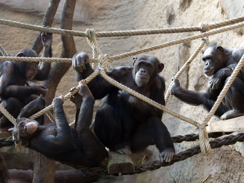 Schimpansen machen viele Dinge gemeinsam. (Archivbild) - Foto: picture alliance / dpa