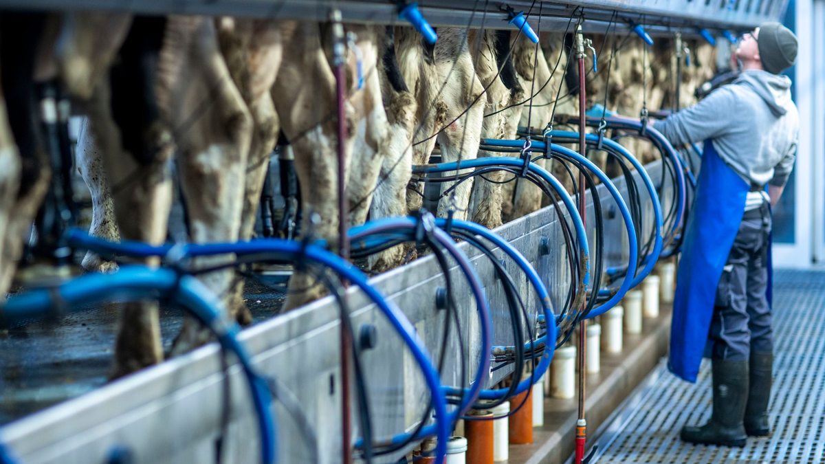 Die Milchpreise stiegen im Jahresverlauf 2024 auf den zweithöchsten Stand jemals. (Archivbild) - Foto: Jens Büttner/dpa-Zentralbild/dpa