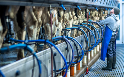 Die Milchpreise stiegen im Jahresverlauf 2024 auf den zweithöchsten Stand jemals. (Archivbild) - Foto: Jens Büttner/dpa-Zentralbild/dpa