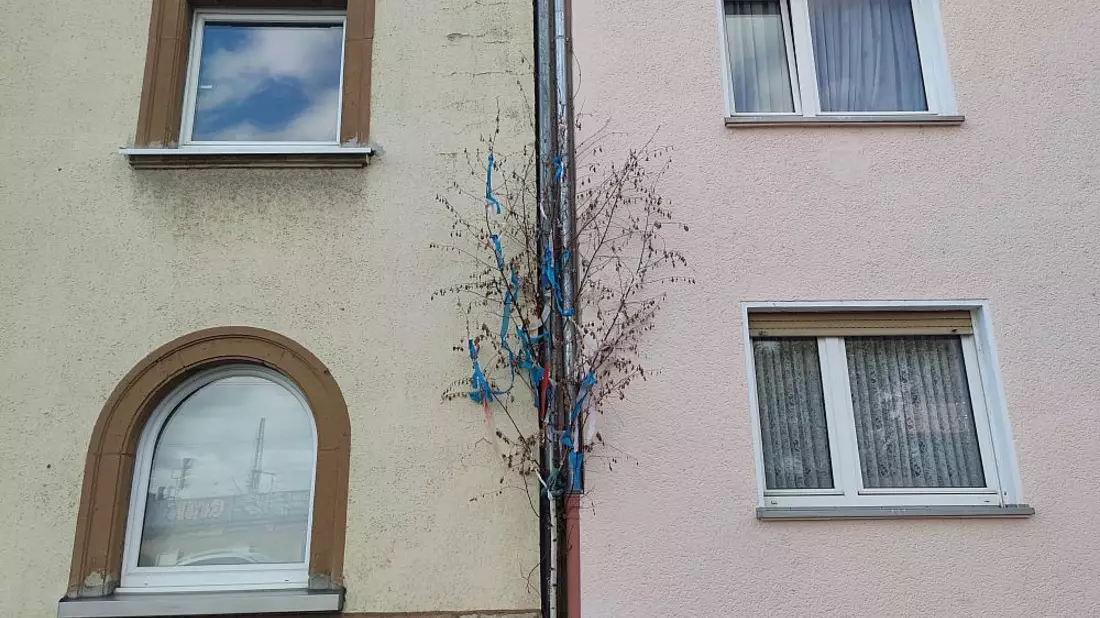 Maibaum vor Haus in Köln (Archiv) - Bild: über dts Nachrichtenagentur