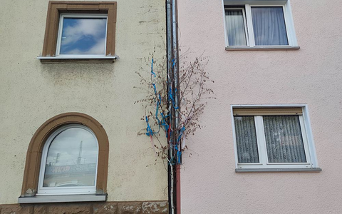Maibaum vor Haus in Köln (Archiv) - Foto: über dts Nachrichtenagentur