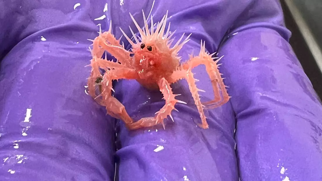 Die Baby-Königskrabbe wurde von einem Forschungsteam versehentlich im Golf von Mexiko eingefangen.(Handout) - Bild: Sasha Francis/NOAA/dpa