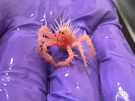 Die Baby-Königskrabbe wurde von einem Forschungsteam versehentlich im Golf von Mexiko eingefangen.(Handout) - Foto: Sasha Francis/NOAA/dpa