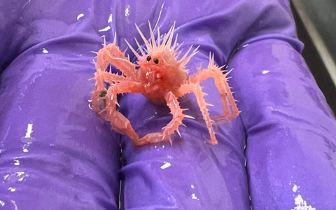 Die Baby-Königskrabbe wurde von einem Forschungsteam versehentlich im Golf von Mexiko eingefangen.(Handout) - Foto: Sasha Francis/NOAA/dpa