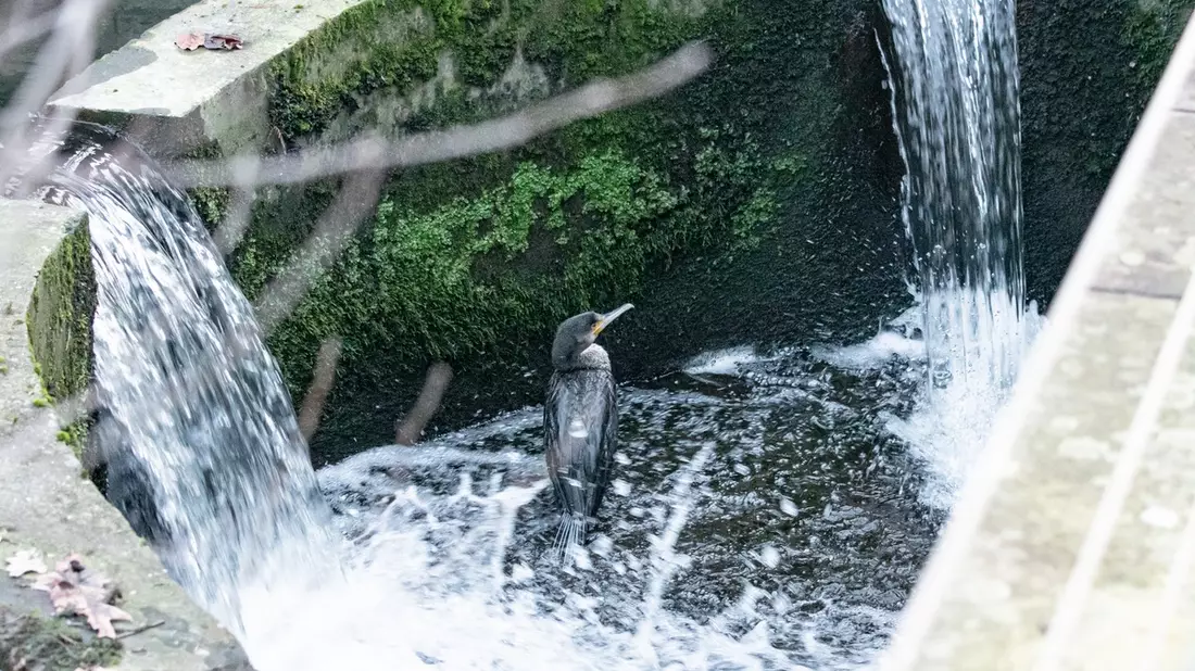 FW-MK: Kormoran in Notlage - Bild: presseportal.de