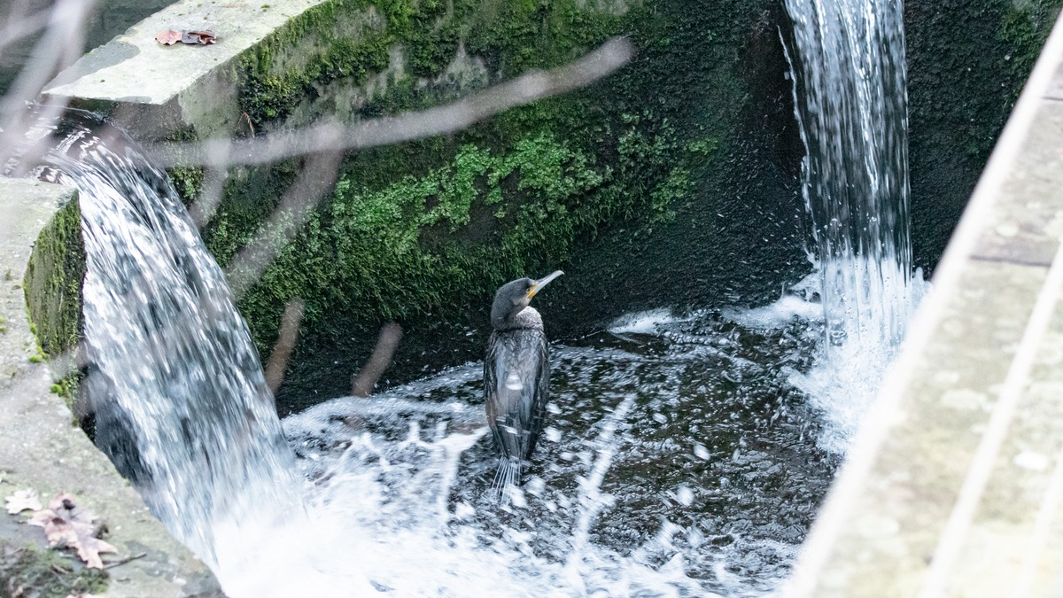 FW-MK: Kormoran in Notlage - Foto: presseportal.de