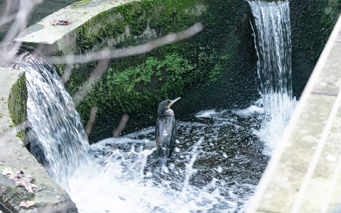 FW-MK: Kormoran in Notlage - Foto: presseportal.de