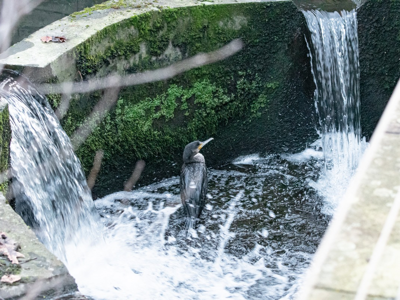 FW-MK: Kormoran in Notlage - Foto: presseportal.de