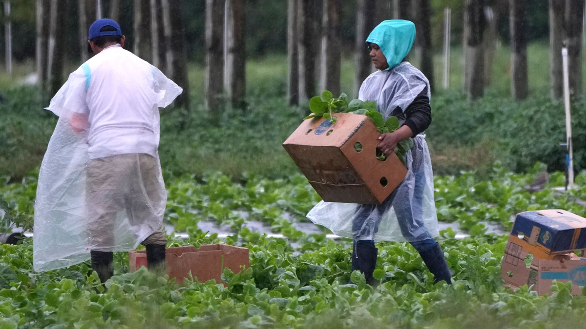 Arbeitskräfte vor allem aus Mittel- und Südamerika spielen eine wichtige Rolle in der Landwirtschaft der USA, im Bauwesen und im Gastgewerbe. - Foto: Lynne Sladky/AP/dpa
