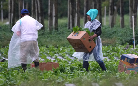 Arbeitskräfte vor allem aus Mittel- und Südamerika spielen eine wichtige Rolle in der Landwirtschaft der USA, im Bauwesen und im Gastgewerbe. - Foto: Lynne Sladky/AP/dpa