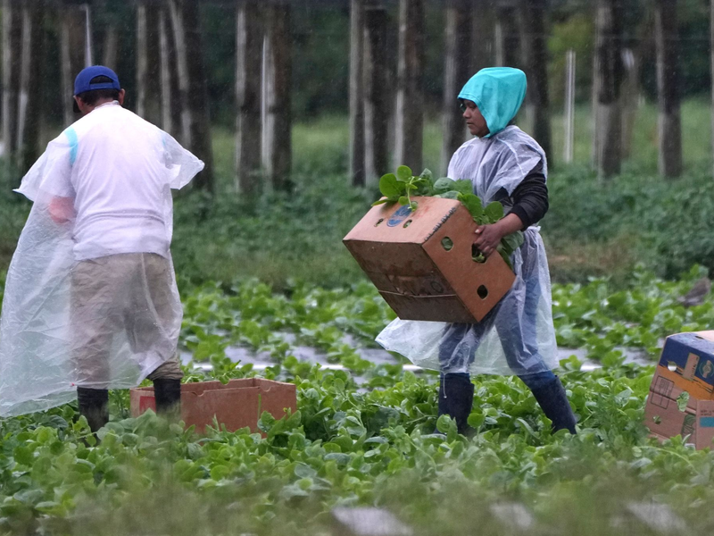 Arbeitskräfte vor allem aus Mittel- und Südamerika spielen eine wichtige Rolle in der Landwirtschaft der USA, im Bauwesen und im Gastgewerbe. - Foto: Lynne Sladky/AP/dpa