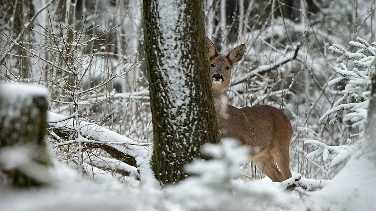 Jagdgesetz Niedersachsen: Rückzieher auf breiter Front - Foto: presseportal.de