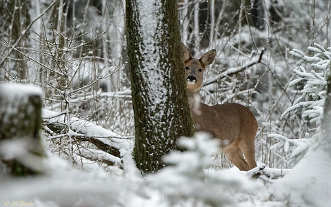 Jagdgesetz Niedersachsen: Rückzieher auf breiter Front - Foto: presseportal.de