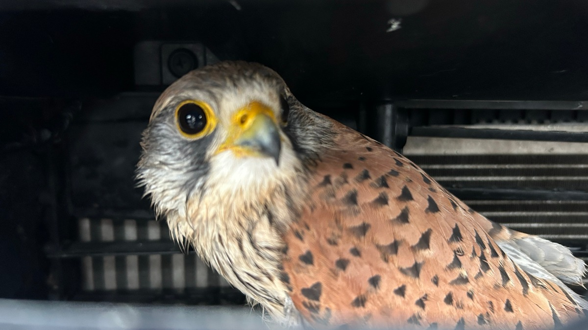 POL-PDWIL: Polizeiliche Tierrettung nach Wildunfall - Foto: presseportal.de