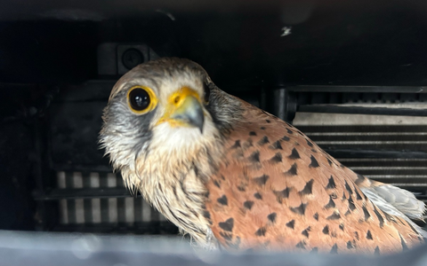 POL-PDWIL: Polizeiliche Tierrettung nach Wildunfall - Foto: presseportal.de