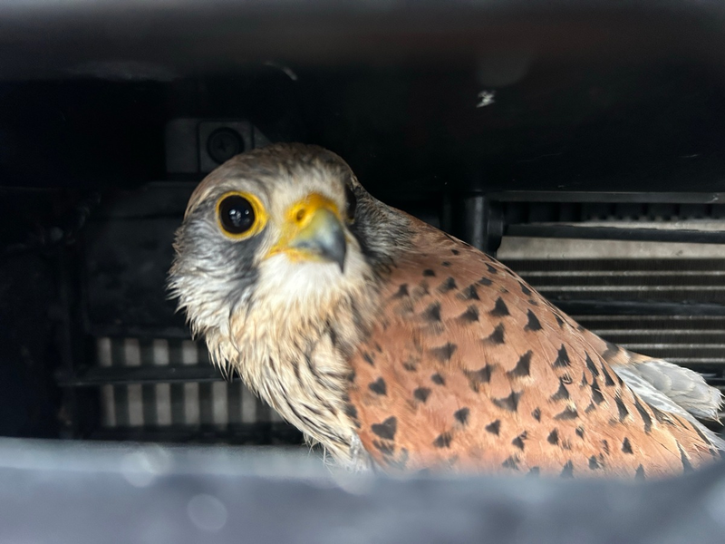POL-PDWIL: Polizeiliche Tierrettung nach Wildunfall - Foto: presseportal.de
