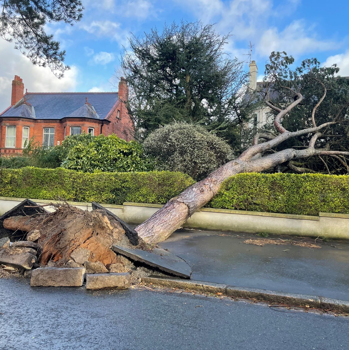 Vielerorts stürzten Bäume um. - Foto: David Young/PA Wire/dpa