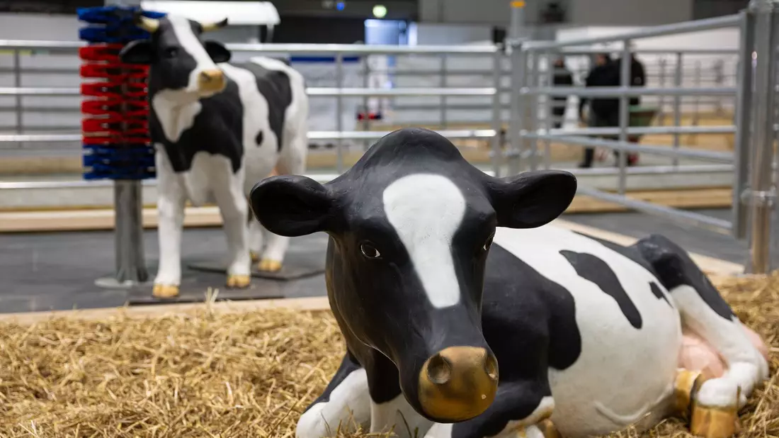 Wegen eines Falls von Maul- und Klauenseuche in Brandenburg waren etliche Tiere dieses Jahr nicht auf der Grünen Messe vertreten - oder eben nur als Attrappe. (Archivbild) - Bild: Hannes P Albert/dpa
