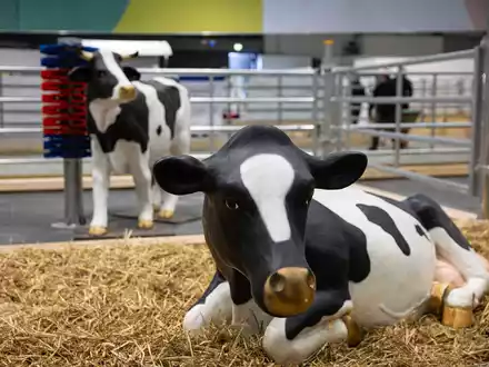 Wegen eines Falls von Maul- und Klauenseuche in Brandenburg waren etliche Tiere dieses Jahr nicht auf der Grünen Messe vertreten - oder eben nur als Attrappe. (Archivbild) - Foto: Hannes P Albert/dpa