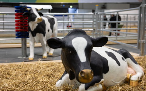 Wegen eines Falls von Maul- und Klauenseuche in Brandenburg waren etliche Tiere dieses Jahr nicht auf der Grünen Messe vertreten - oder eben nur als Attrappe. (Archivbild) - Foto: Hannes P Albert/dpa