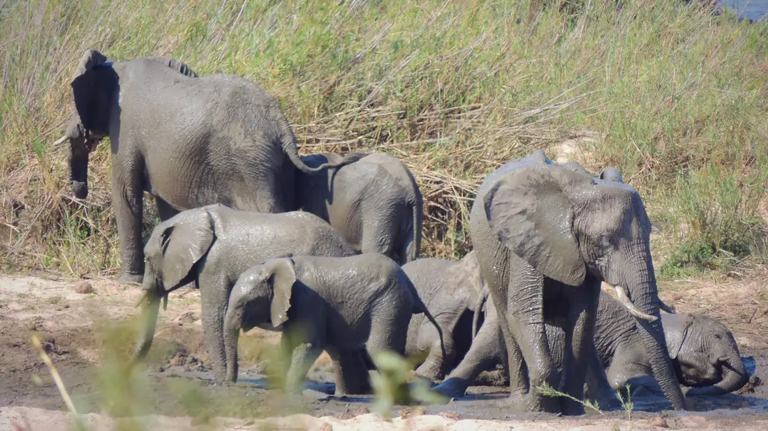 In dem knapp 20.000 Quadratkilometer großen Park können Touristen Elefanten und andere wilde Tiere beobachten. (Symbolbild) - Bild: Kevin Anderson/AP/dpa