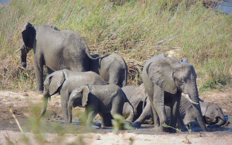 In dem knapp 20.000 Quadratkilometer großen Park können Touristen Elefanten und andere wilde Tiere beobachten. (Symbolbild) - Foto: Kevin Anderson/AP/dpa