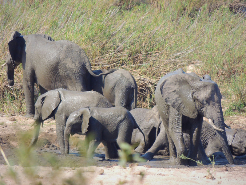 In dem knapp 20.000 Quadratkilometer großen Park können Touristen Elefanten und andere wilde Tiere beobachten. (Symbolbild) - Foto: Kevin Anderson/AP/dpa