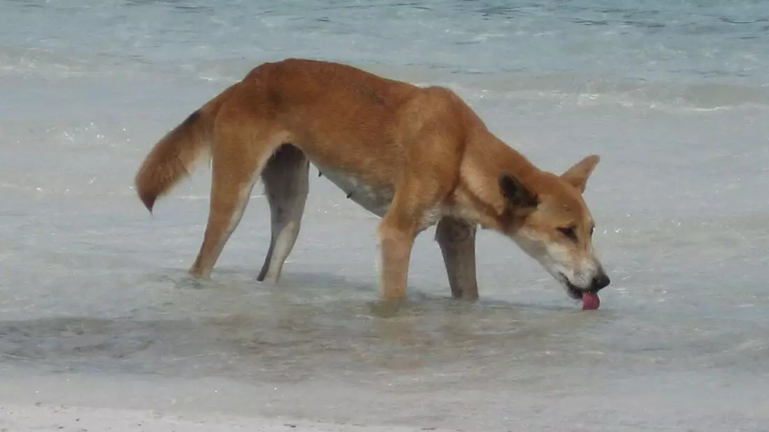 Die Dingos auf K'gari sind eine Attraktion - aber auch gefährlich. (Archivbild) - Bild: Fraser Island Dingo Preservation/AAP/dpa