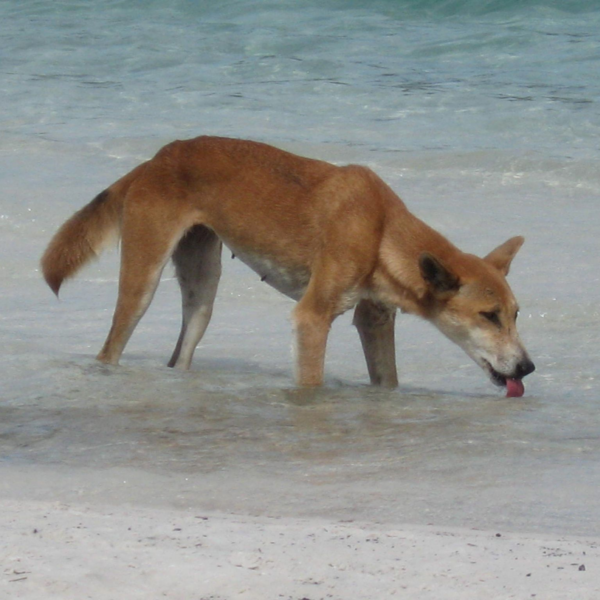 Die Dingos auf K'gari sind eine Attraktion - aber auch gefährlich. (Archivbild) - Foto: Fraser Island Dingo Preservation/AAP/dpa