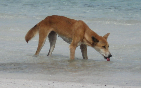 Die Dingos auf K'gari sind eine Attraktion - aber auch gefährlich. (Archivbild) - Foto: Fraser Island Dingo Preservation/AAP/dpa
